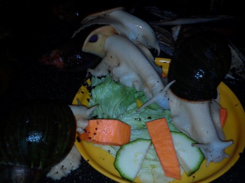 Handy26.01.2014 048.jpg