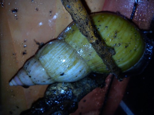 Sony Handy 13.02.2014 002.jpg