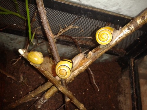 Schneckenforum 12 054.jpg