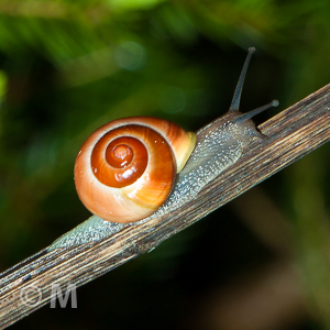 Schnecke.jpg