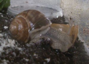 schnecke1.jpg