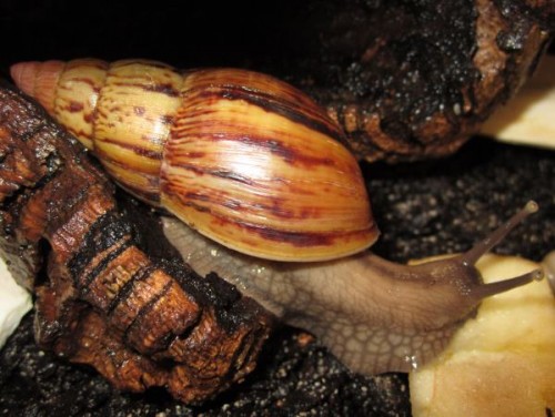 Achatina zanzibarica.jpg