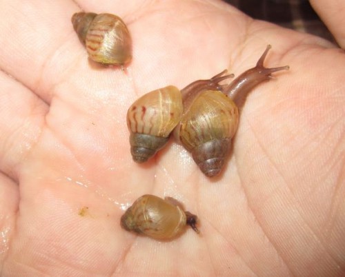 Achatina zanzibarica Babys.jpg