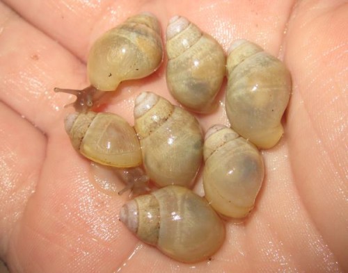 Achatina allisa.jpg