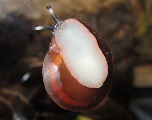 Caracolus excelense, Baby von unten.jpg