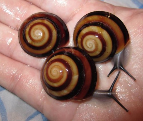 Caracolus sagemon.jpg