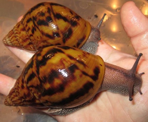 A.achatinas.jpg