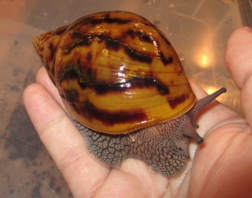 A.achatina.jpg
