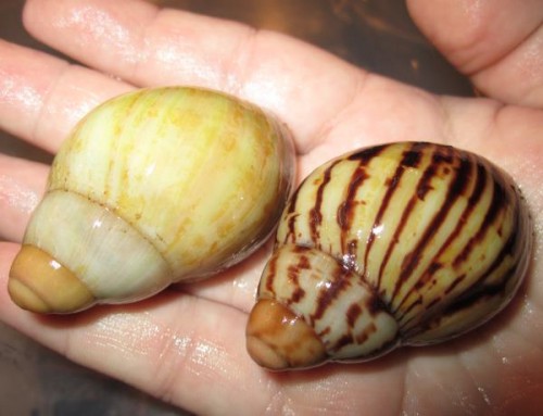 Archachatina candefacta.jpg