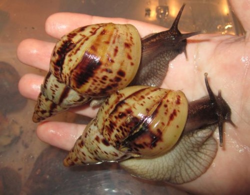 A.reticulata 3 und 4.jpg