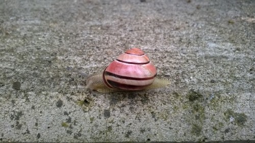 Schnecke.jpg