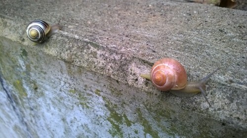 Schnecken.jpg