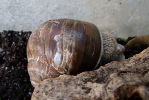 schnecke neu.jpg