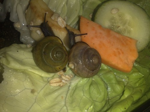 170720143596 - Kopie.jpg