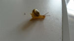 Kranke Schnecke.jpg