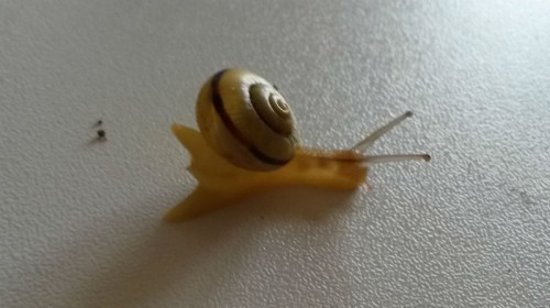 Schnecke2.jpg