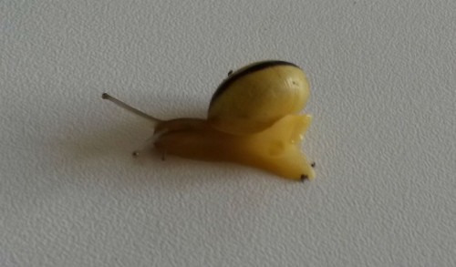 Schnecke3.jpg