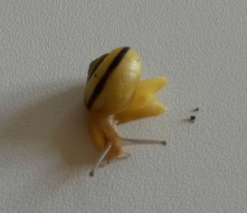 Schnecke4.jpg