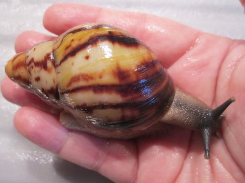 candefacta natur.jpg