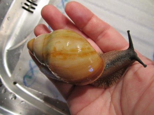 candefacta albino.jpg