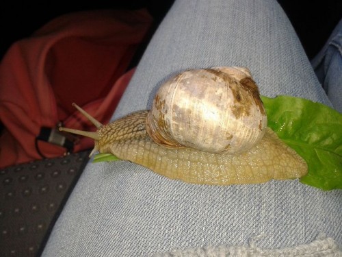 Weinbergschnecke gerettet (2).jpg