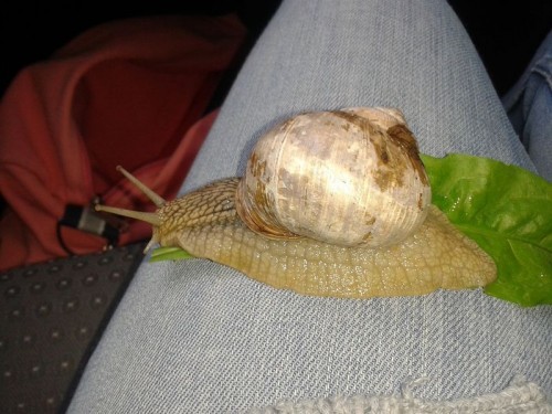 Weinbergschnecke gerettet (2).jpg