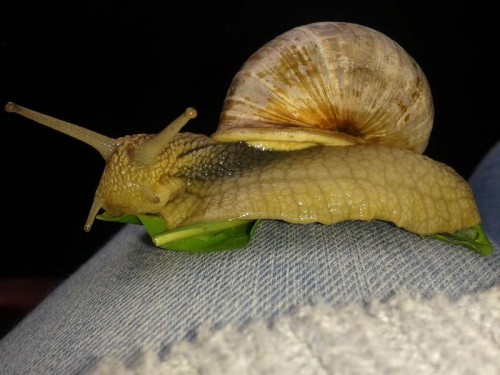 Weinbergschnecke gerettet (4).jpg