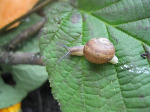 Helix Pomatia.JPG