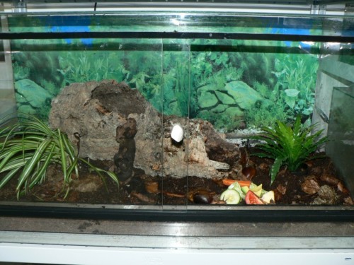 a.immaculata_1.jpg