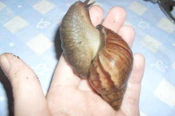 Achatschnecke3.png