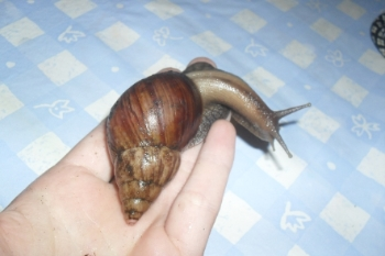 Achatschnecke4.png