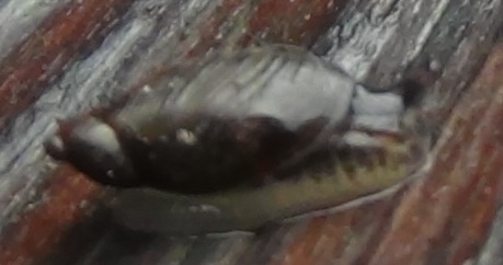 snail5.jpg