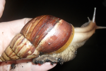 Achatschnecke01.png