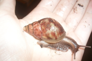 Achatschnecke05.png