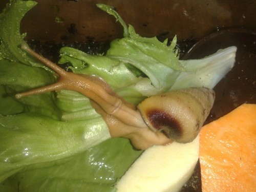 090420153805 - Kopie.jpg