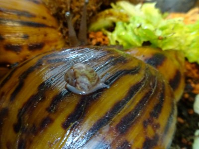Kamera 31.05.2015 043.JPG