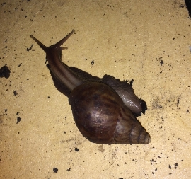 schnecke5.png