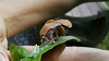 Schnecke3.jpg
