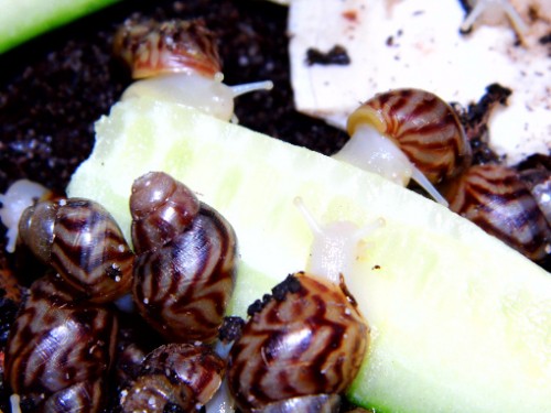 Gurke schmeckt gut bei dem wetter.jpg