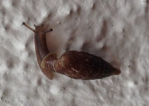 Schnecke-Pilsach.JPG