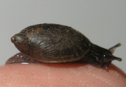 schnecke_dunkel2.jpg