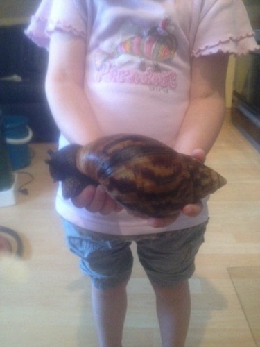Achatina achatina.jpg