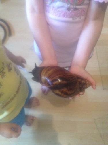 Achatina achatina2.jpg