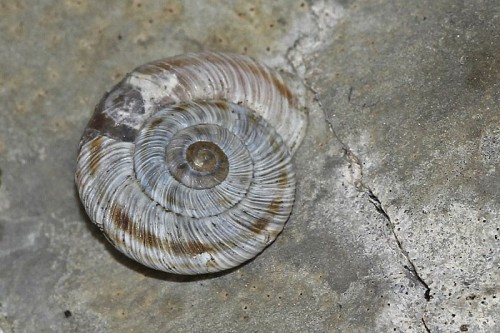 Chilostoma ziegleri.jpg