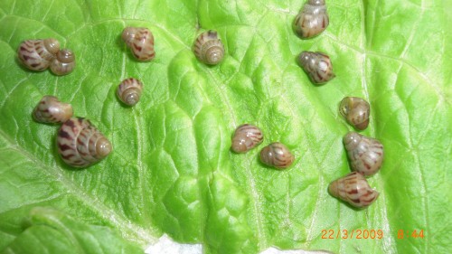 Limmi Babys alle größen 004.jpg