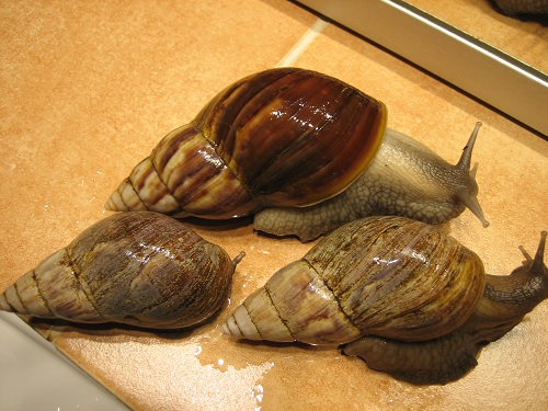 Achatina fulica.jpg