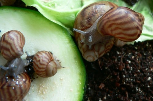 a.achatina_babyschnecken.jpg