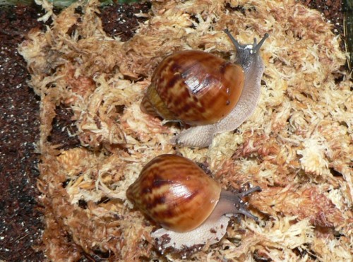 a.achatina_jungtiere.jpg