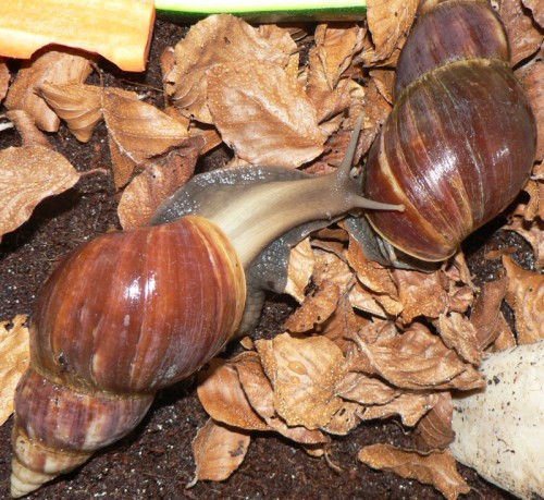 a.fulica.jpg