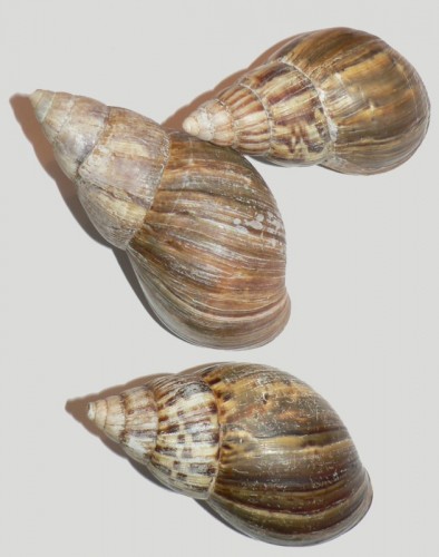 a.fulica_gehaeuse.jpg